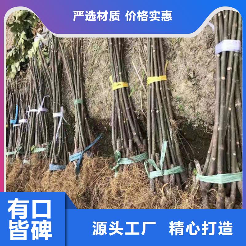 【无花果】香椿树苗匠心工艺