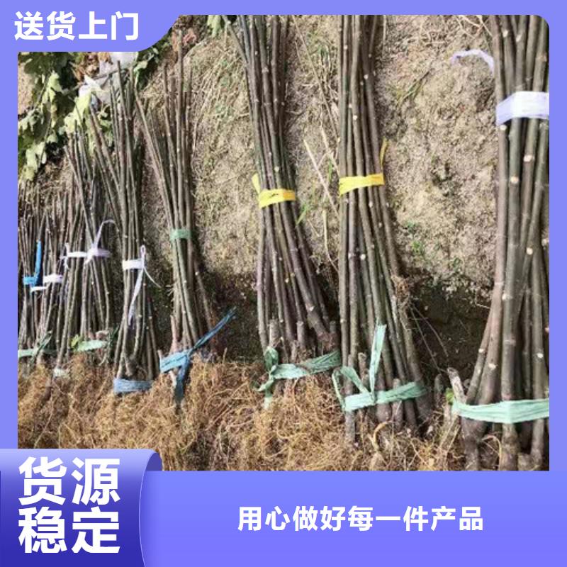 无花果核桃苗品质之选