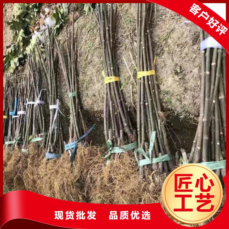 无花果梨树苗N年大品牌