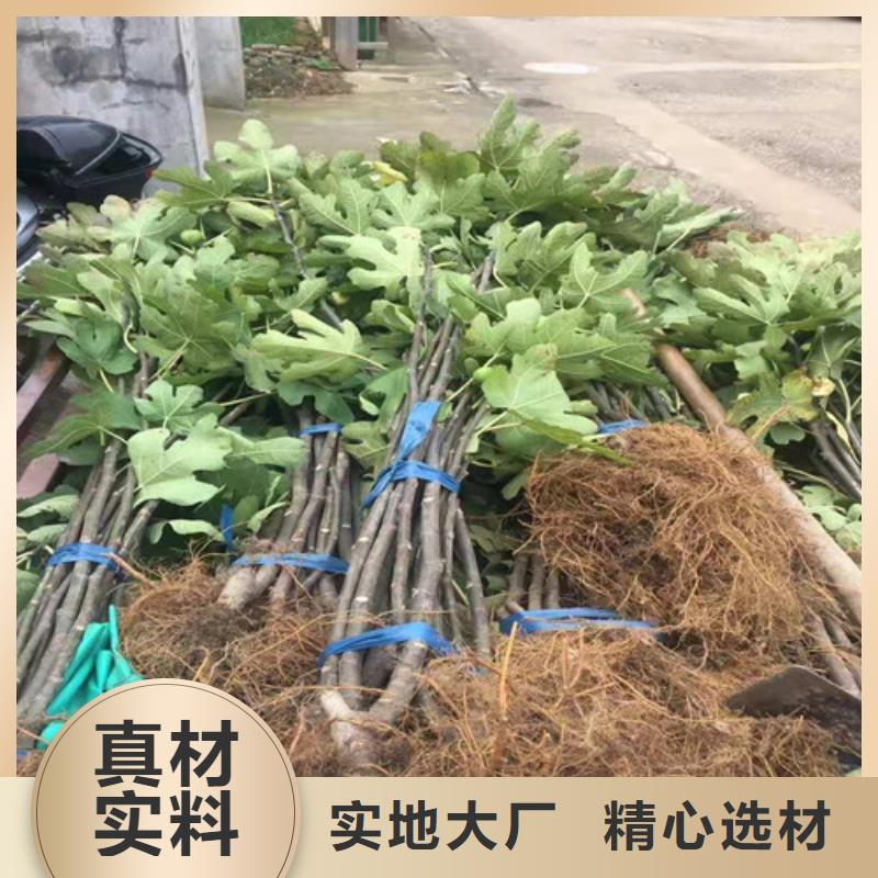 无花果西瓜苗规格齐全实力厂家