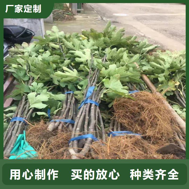 【无花果】,草莓苗拒绝伪劣产品