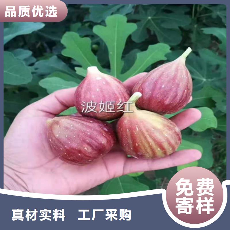 【无花果】,草莓苗拒绝伪劣产品