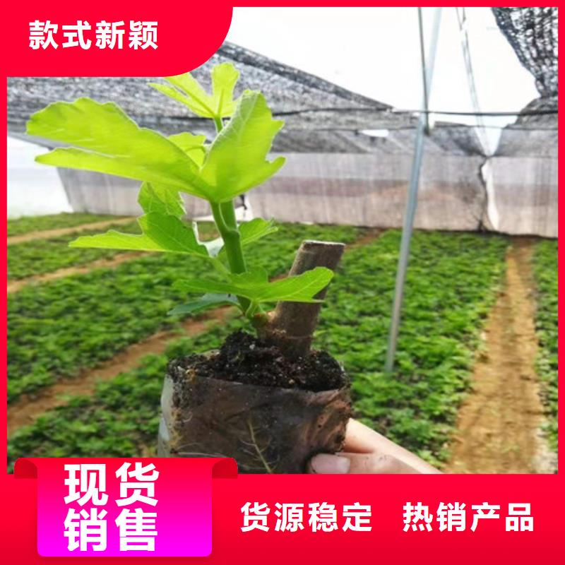 无花果苹果苗质量无忧