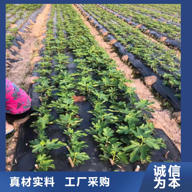 无花果辣椒苗实力才是硬道理