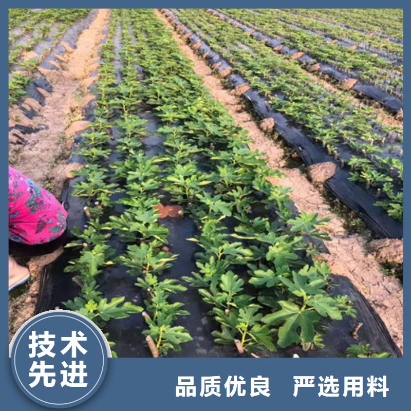 【无花果】,木瓜海棠苗工厂现货供应