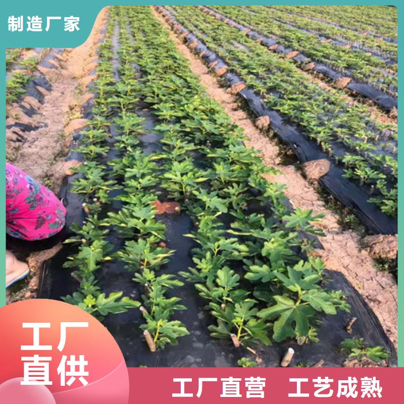 无花果梨树苗支持大小批量采购