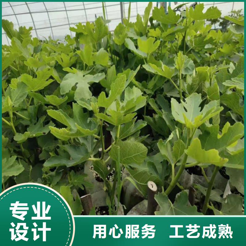 无花果苹果苗质量无忧