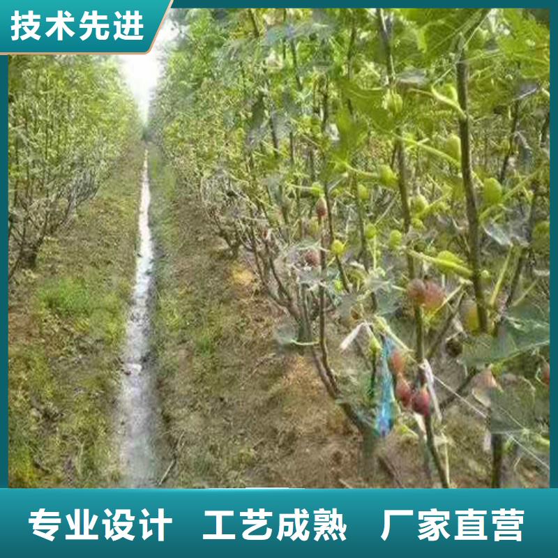 无花果-樱桃树苗出厂价