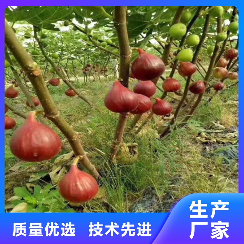 无花果【烟福8苹果苗】市场报价