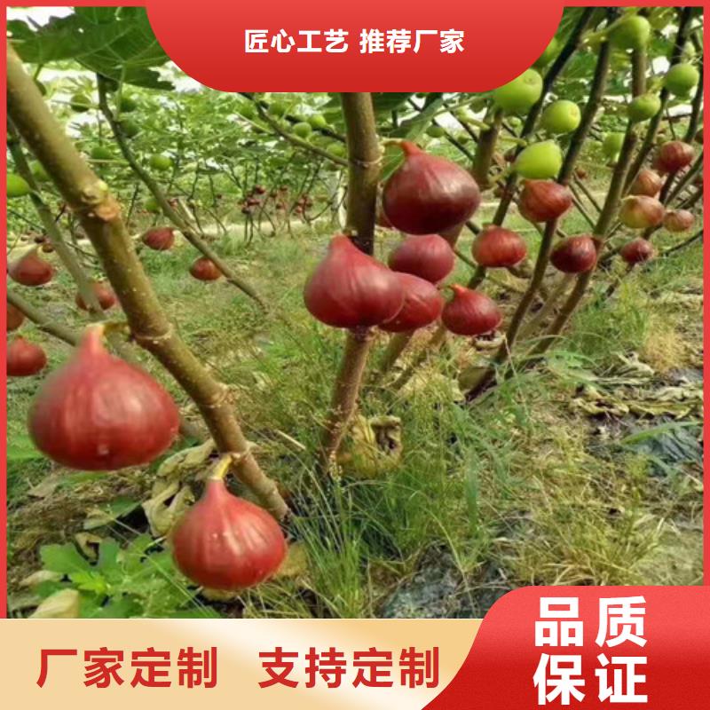 无花果核桃苗品质之选