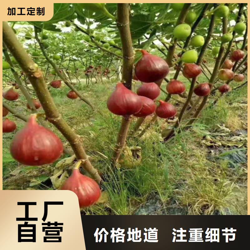 无花果_棠梨苗畅销本地