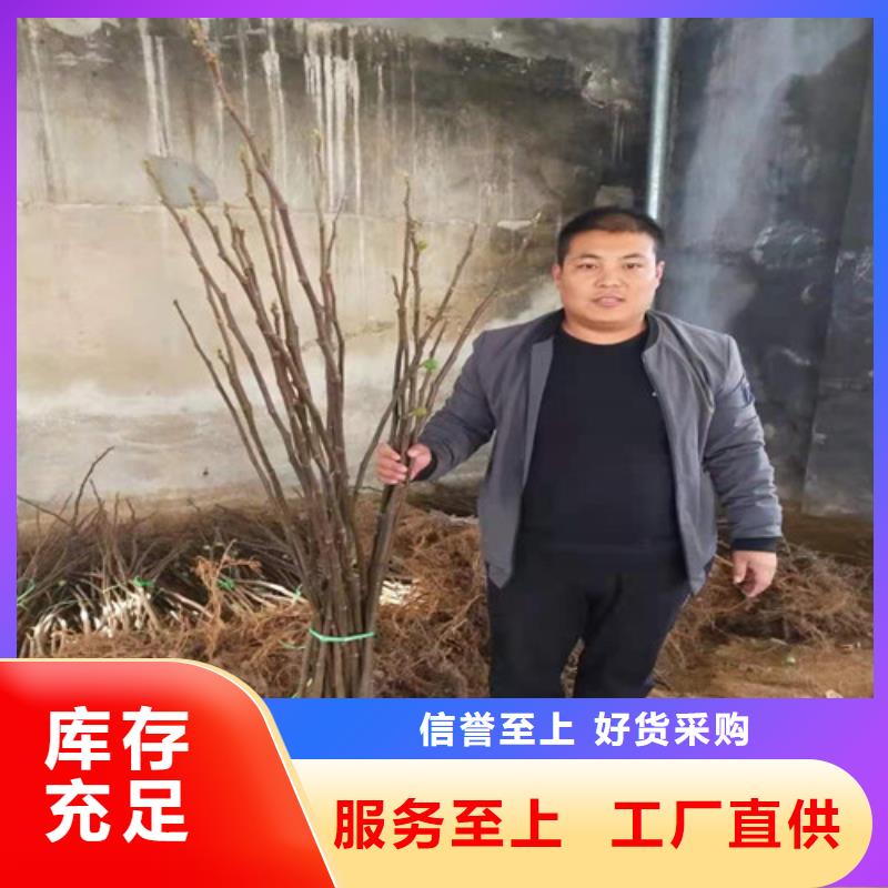 无花果秋月梨苗的简单介绍