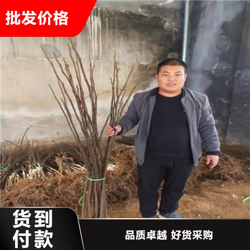 无花果-大棚草莓苗多年实力厂家