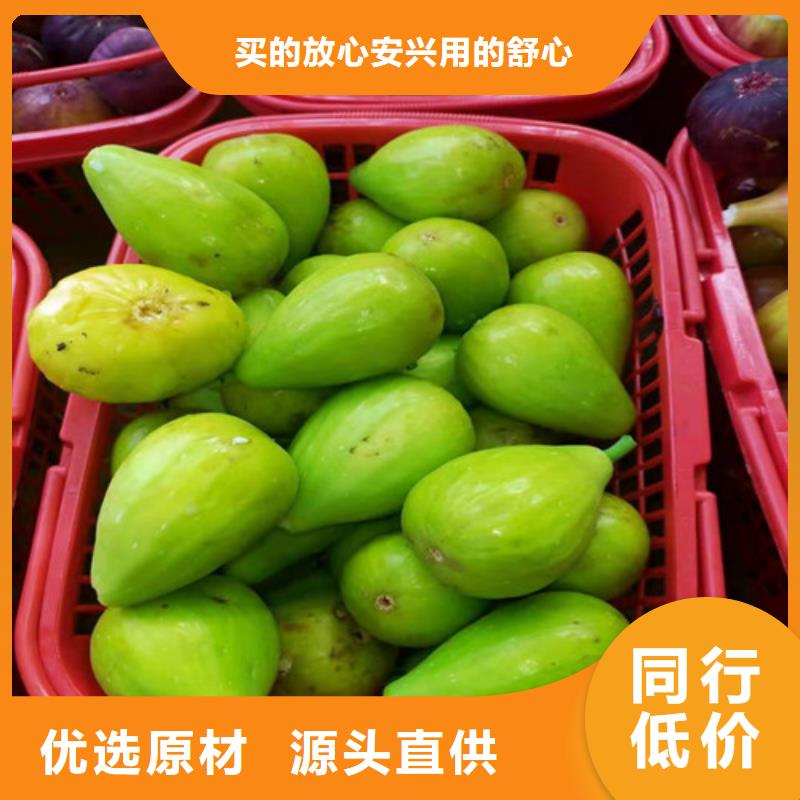 无花果梨树苗N年大品牌