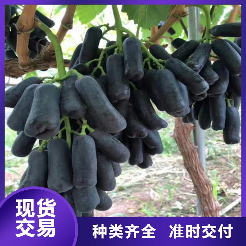 【葡萄】梨树苗质优价保