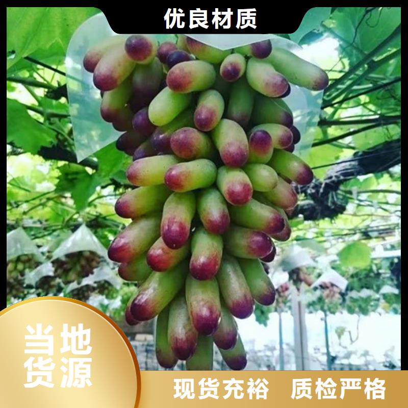 葡萄_大棚草莓苗质检合格发货