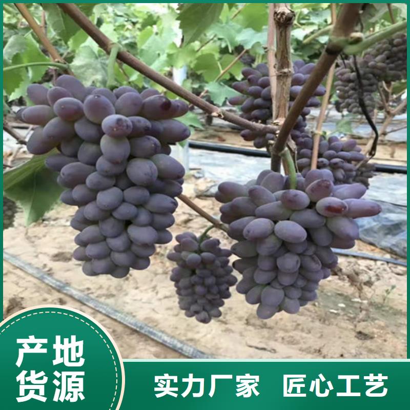 【葡萄山楂苗质量上乘】