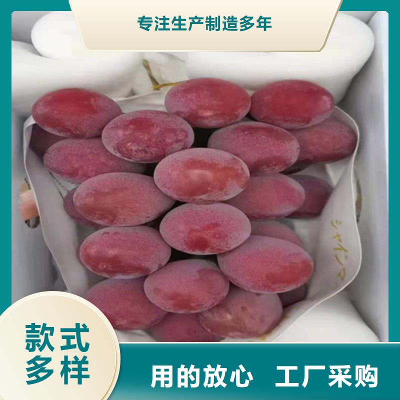 葡萄大棚草莓苗常年供应