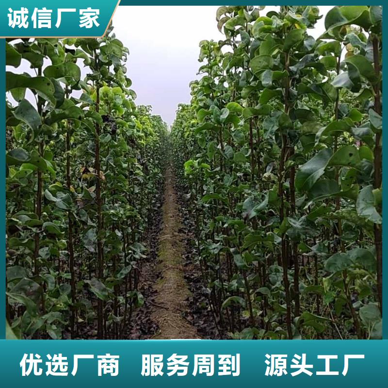 【梨奥红全红梨树苗联系厂家】