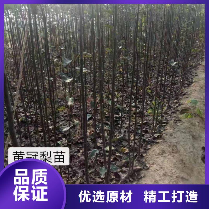 梨奥红全红梨树苗安心购