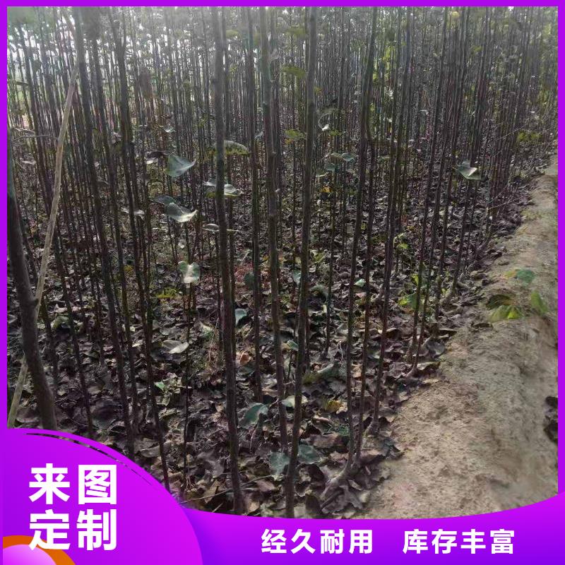 【梨新梨7号梨树苗海量库存】