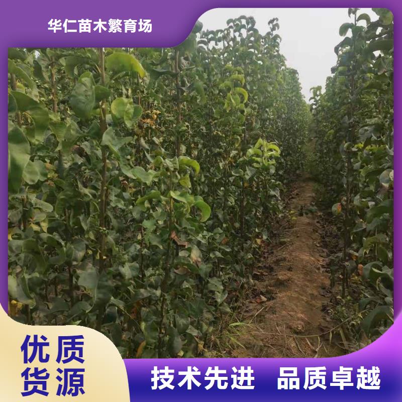 【梨奥红全红梨树苗联系厂家】