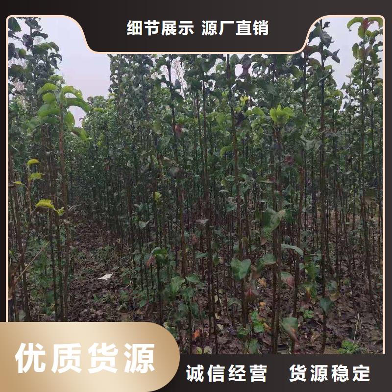 梨奥红全红梨树苗应用广泛