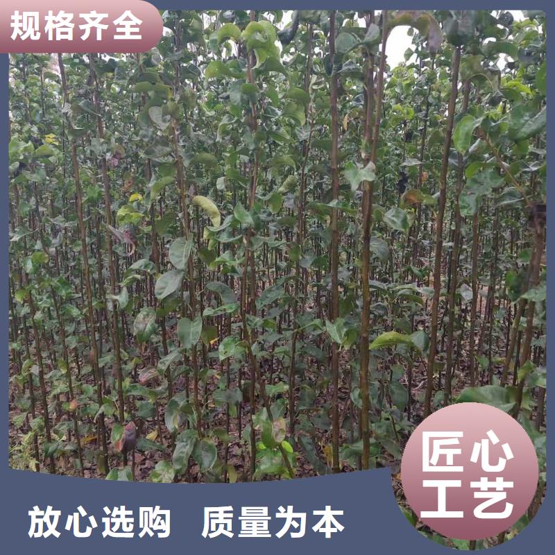 梨【皇冠梨树苗】当日价格