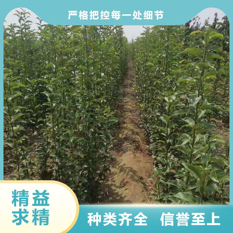 梨梨树苗基地规格齐全