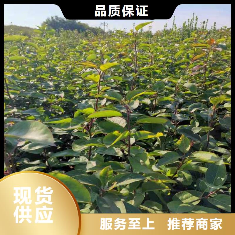 梨奥红全红梨树苗应用广泛