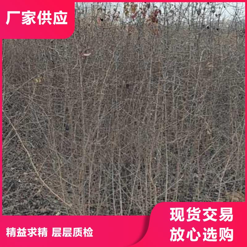 杜梨山桃苗优良工艺