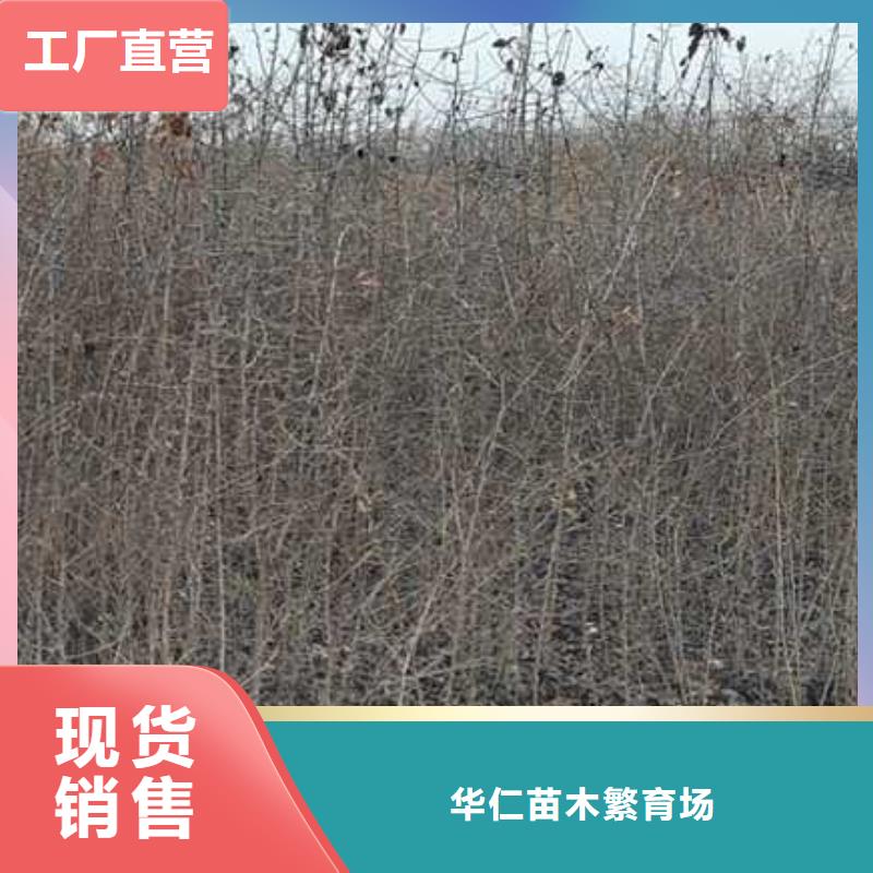 杜梨奥红一号梨苗本地配送