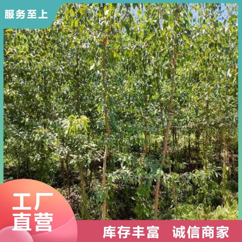 杜梨山桃苗现货供应