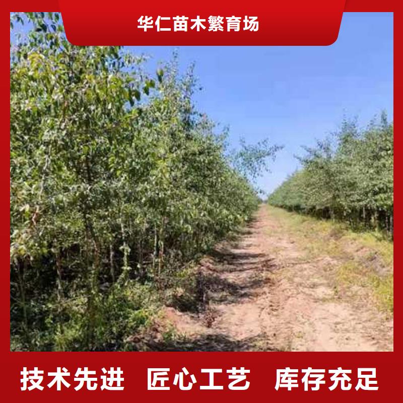 杜梨梨树苗基地实力大厂家