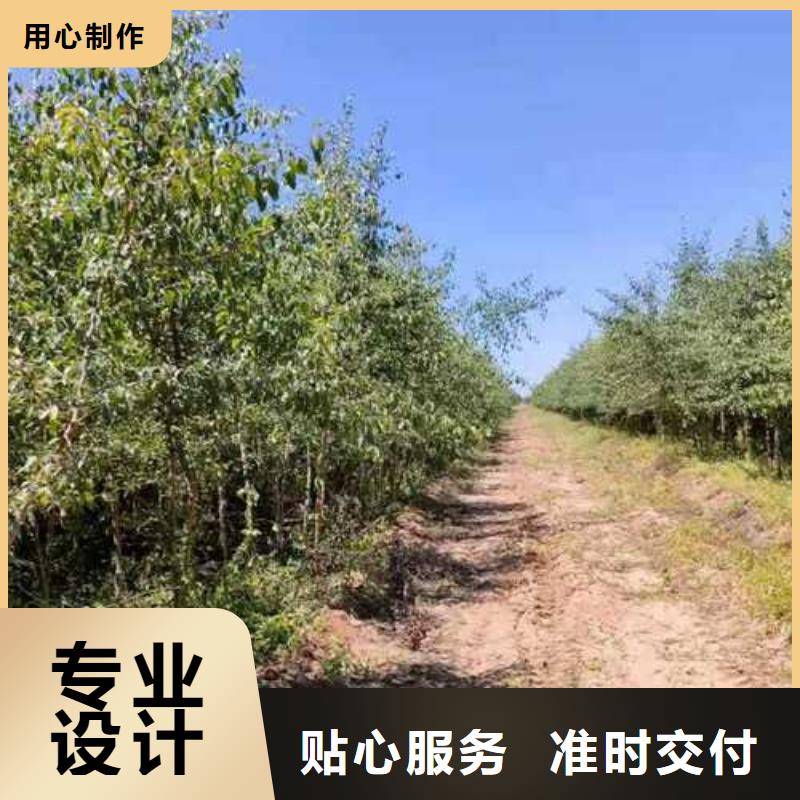 杜梨_山桃苗推荐厂家