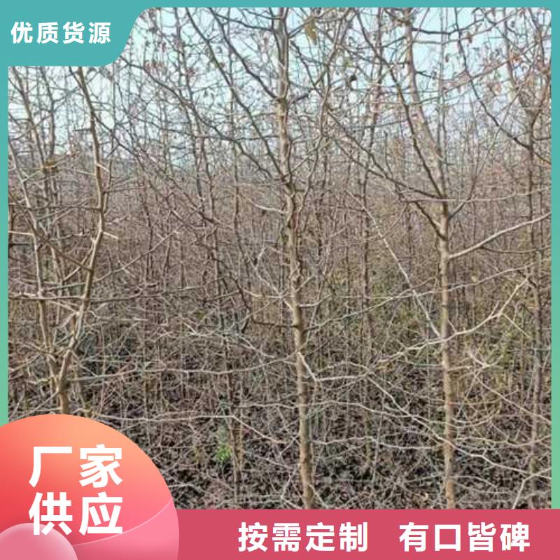 杜梨_山桃苗推荐厂家