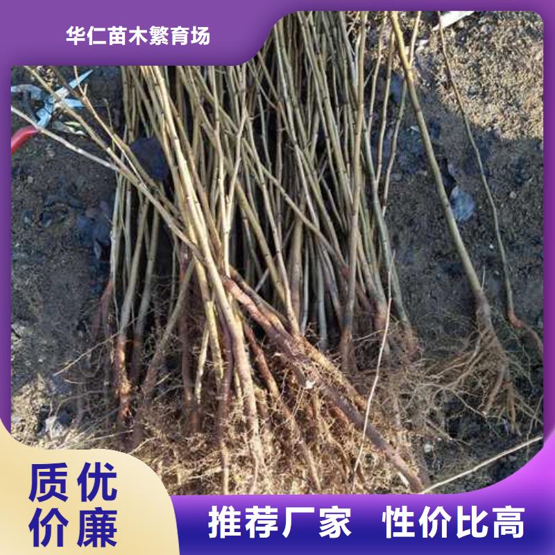 杜梨【奥红全红梨树苗】标准工艺