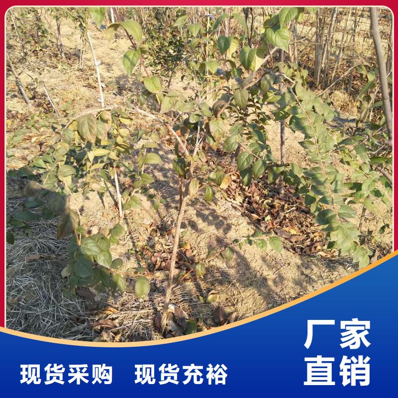 杈杷果_苹果苗畅销当地