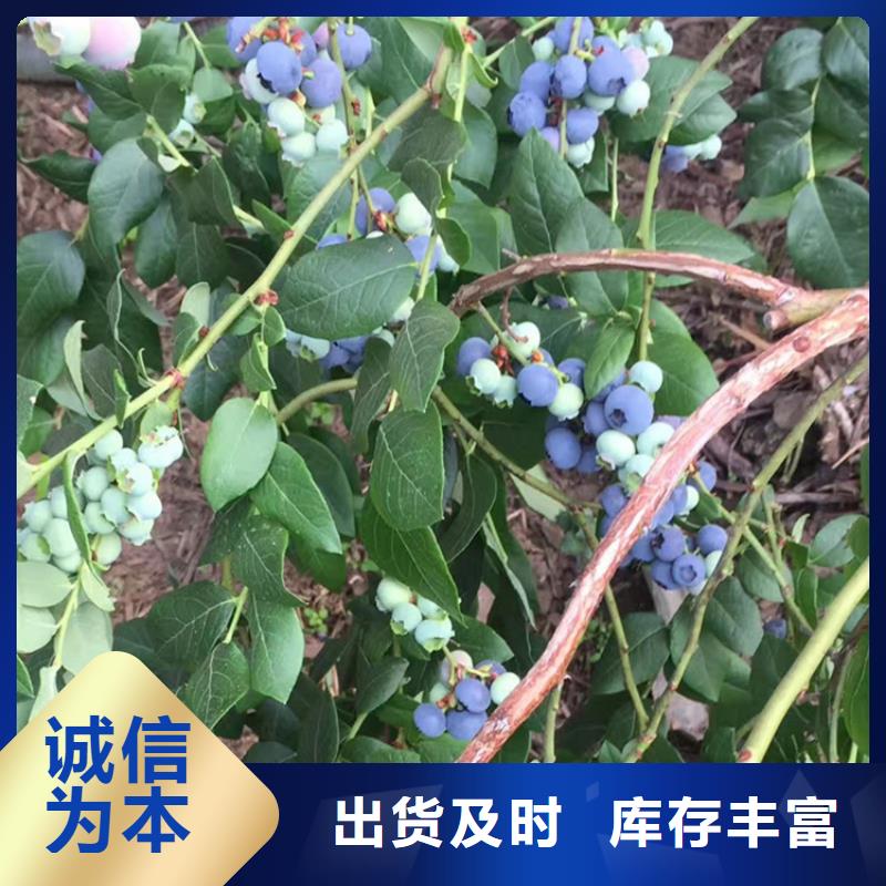 蓝莓苗樱桃苗厂家定制