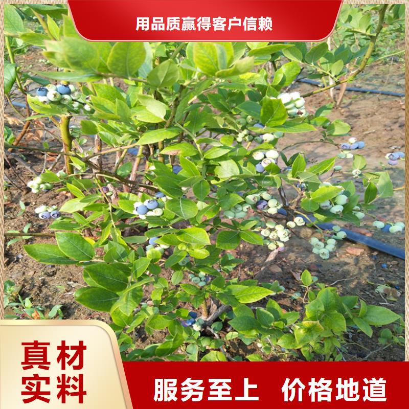 蓝莓苗嘎啦苹果实拍品质保障