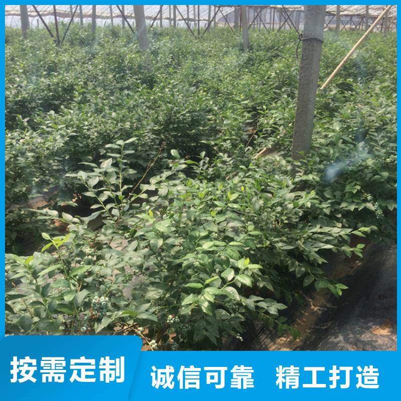 蓝莓苗嘎啦苹果实拍品质保障