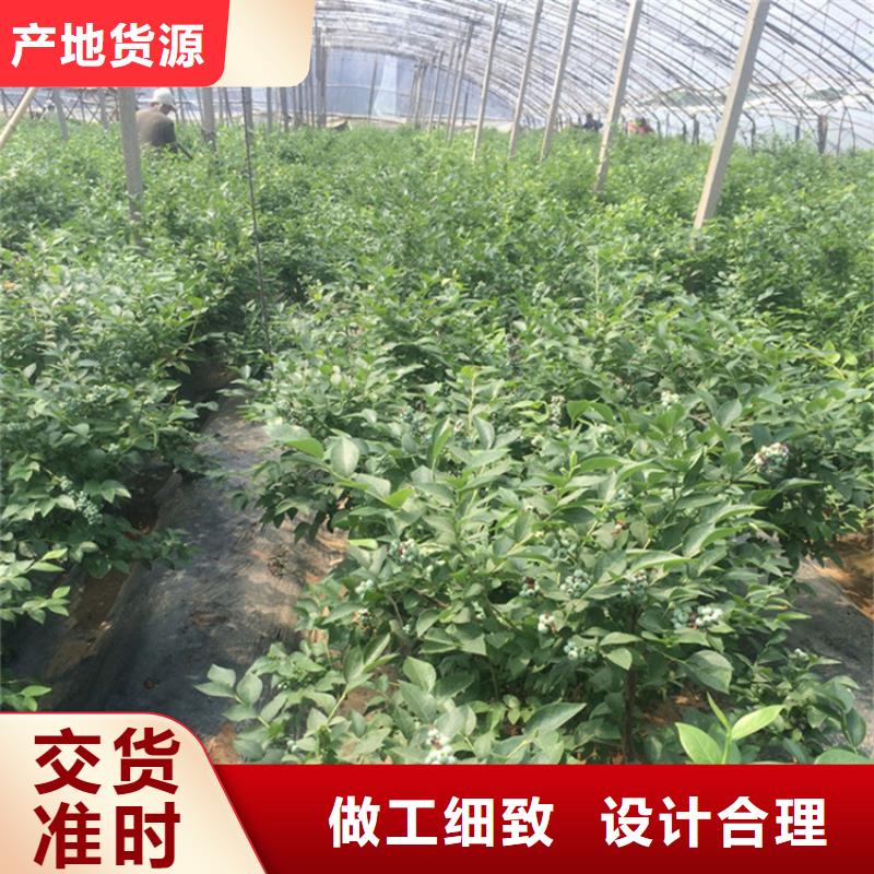 蓝莓苗樱桃苗厂家定制