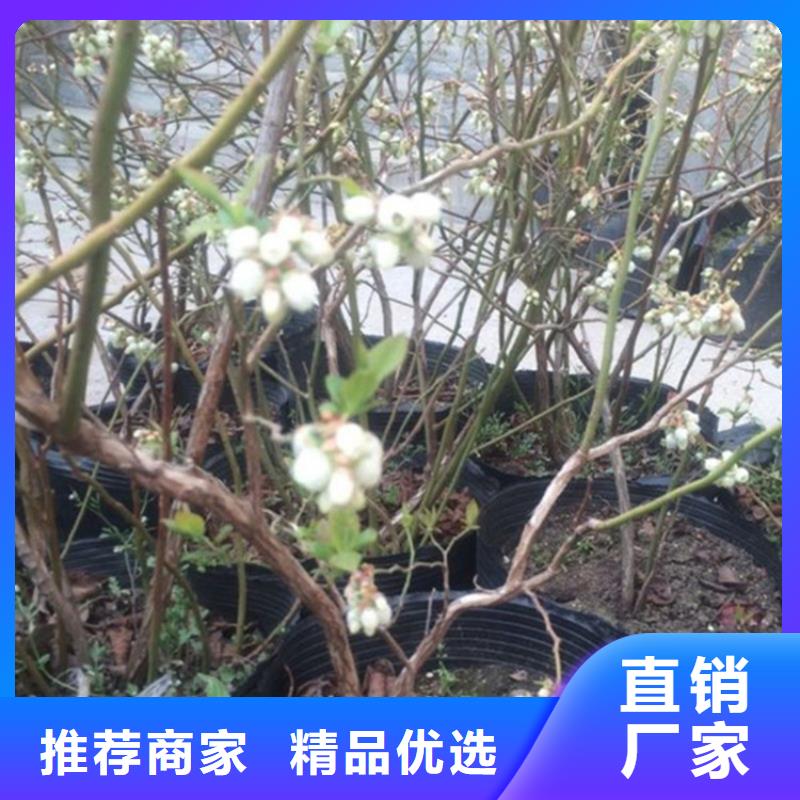 蓝莓苗苹果苗可定制