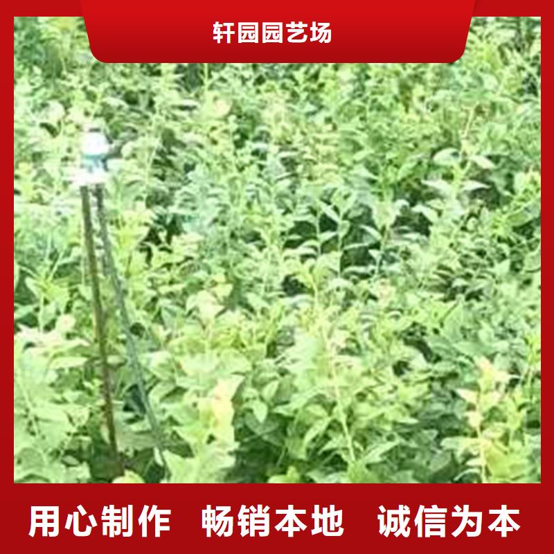 蓝莓苗_苹果苗海量现货直销