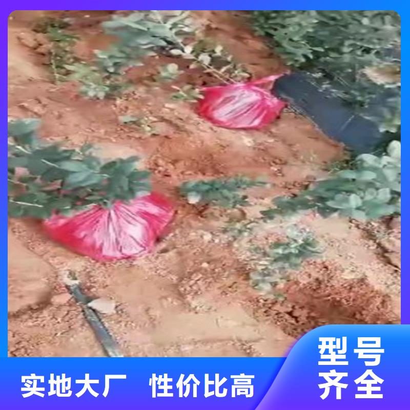 蓝莓苗_苹果苗海量现货直销