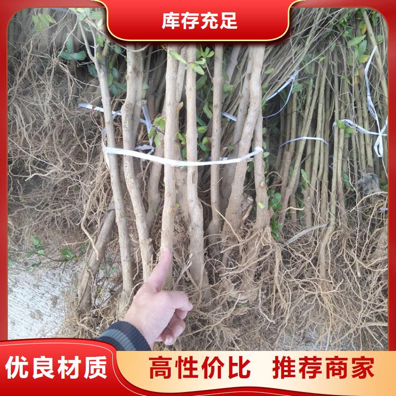 石榴,苹果苗现货齐全售后无忧