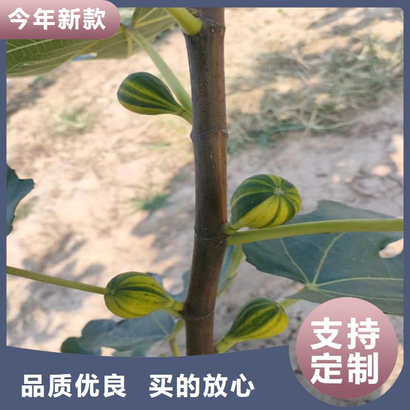 无花果,苹果苗源头采购