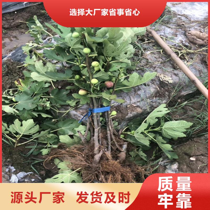 无花果西瓜苗现货交易