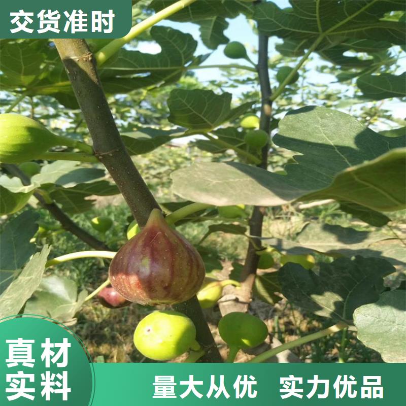 无花果,苹果苗源头采购