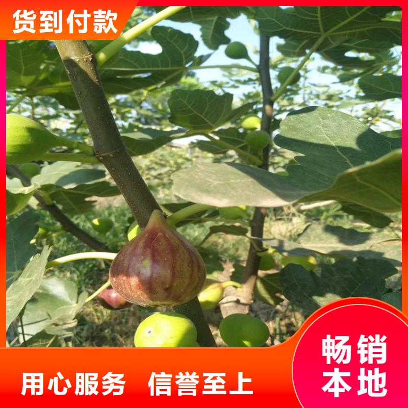 无花果苗种植技术眉山